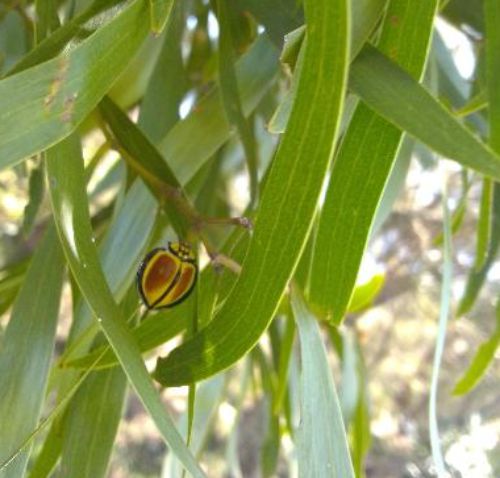 Australoneda Bourgeoisi lady beetle 02